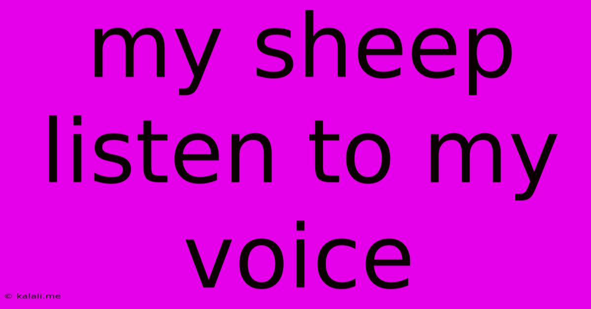 My Sheep Listen To My Voice