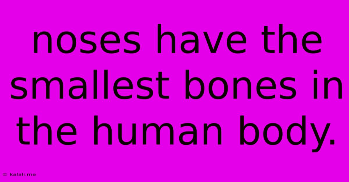 Noses Have The Smallest Bones In The Human Body.