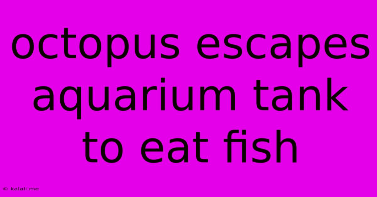 Octopus Escapes Aquarium Tank To Eat Fish