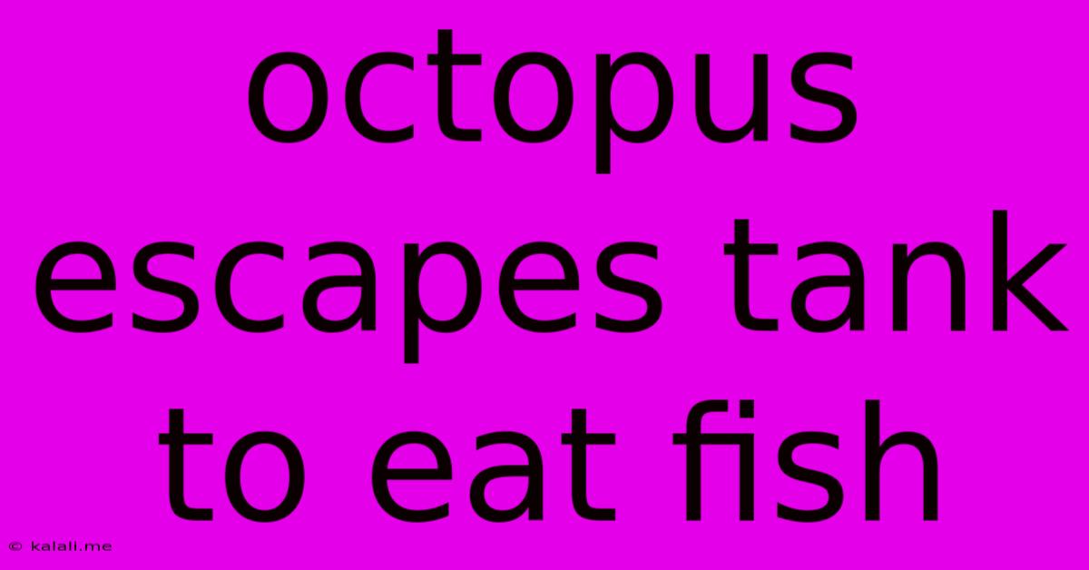 Octopus Escapes Tank To Eat Fish