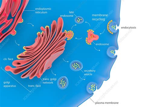 Packages Proteins For Transport Out Of The Cell