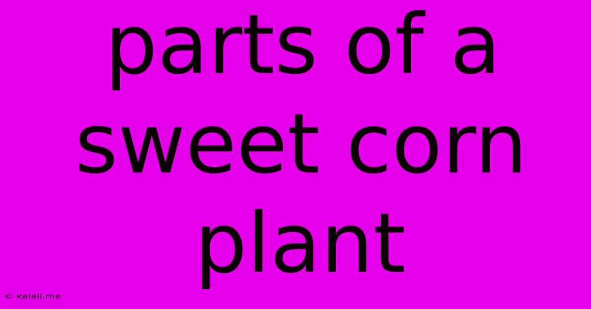 Parts Of A Sweet Corn Plant