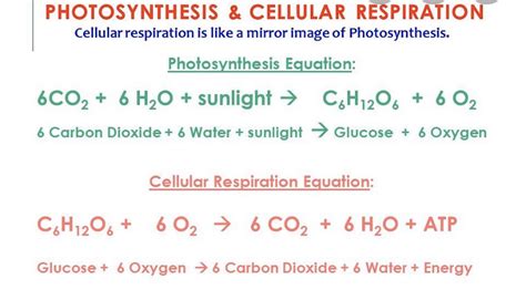 Photosynthesis Equation And Cellular Respiration Equation