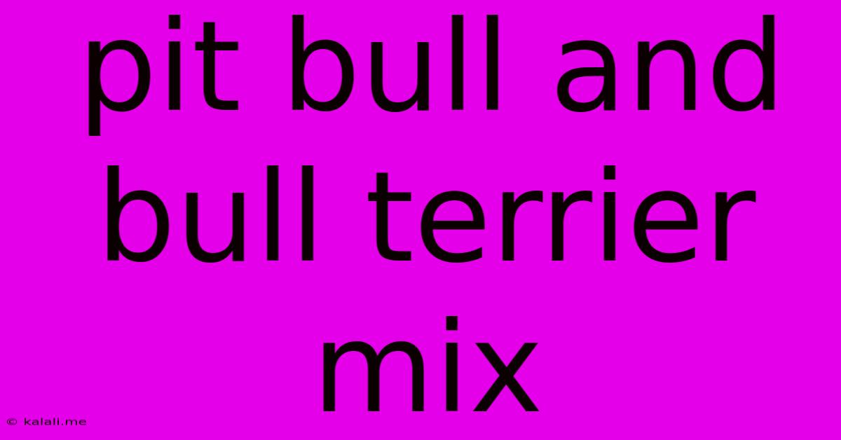 Pit Bull And Bull Terrier Mix