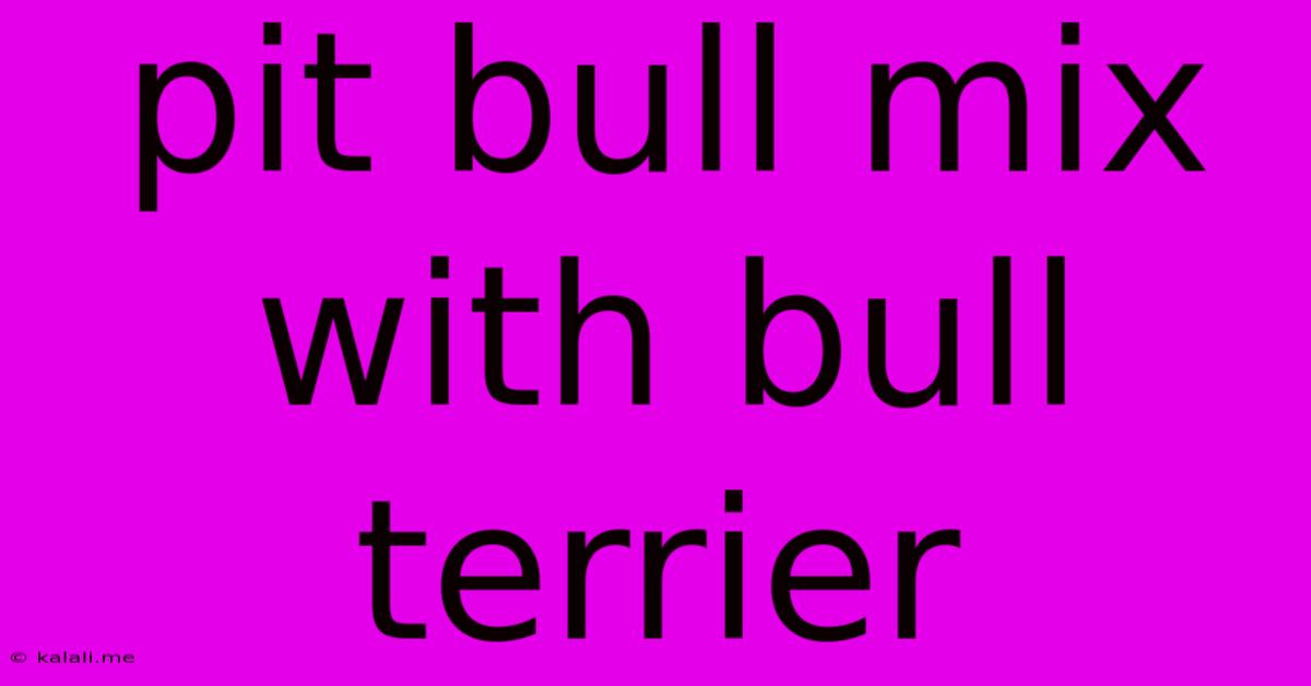 Pit Bull Mix With Bull Terrier