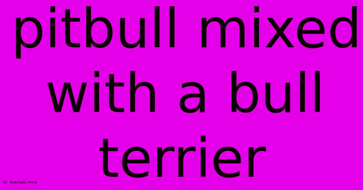 Pitbull Mixed With A Bull Terrier