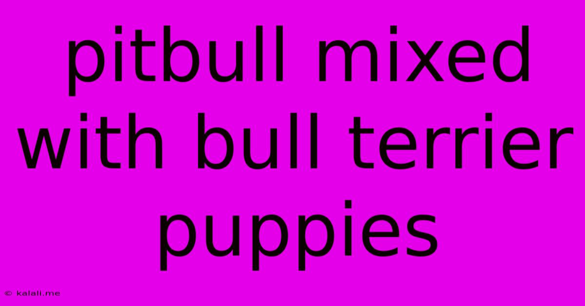 Pitbull Mixed With Bull Terrier Puppies