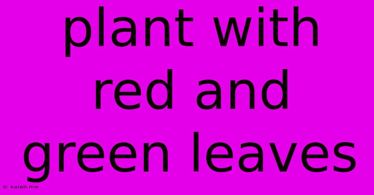 Plant With Red And Green Leaves