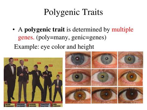 Polygenic Means That Most Traits Are Controlled By