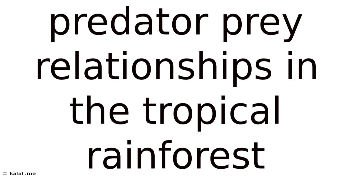 Predator Prey Relationships In The Tropical Rainforest