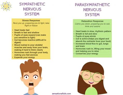 Problems In Balance May Follow Trauma To Which Nerve