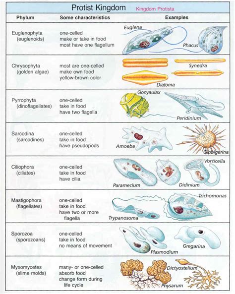 Protists And Bacteria Are Grouped Into Different Domains Because