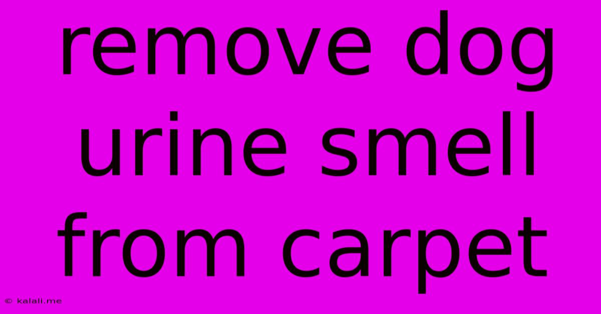 Remove Dog Urine Smell From Carpet