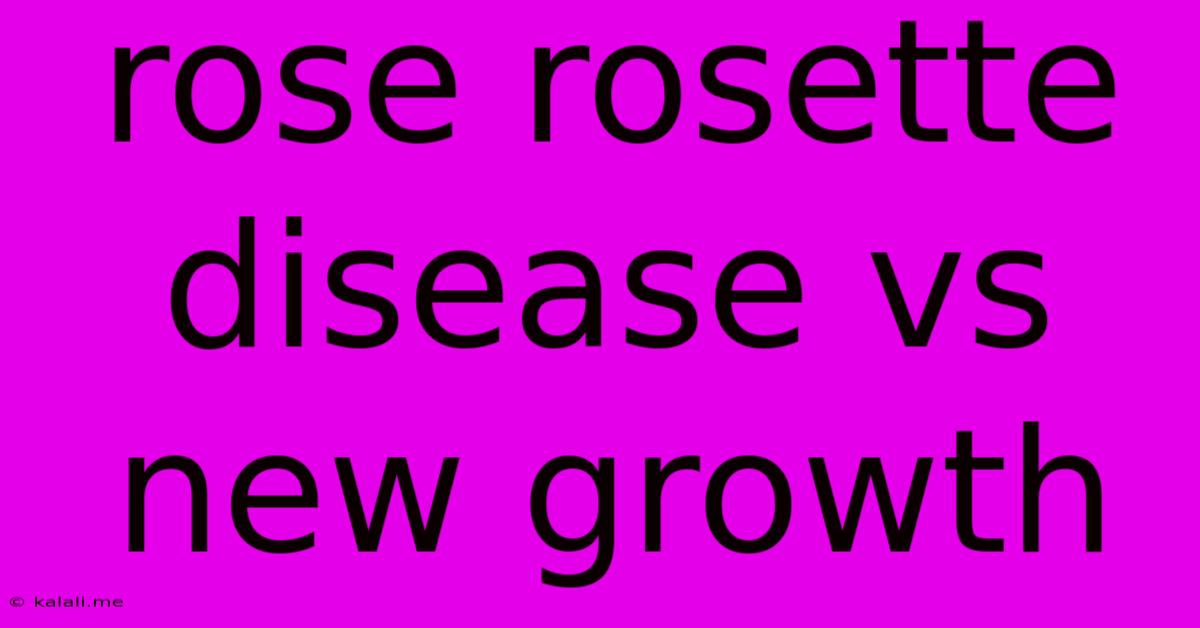 Rose Rosette Disease Vs New Growth