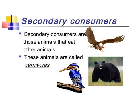 Secondary Consumer Are Eaten By Larger