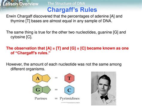 Select The Findings Of Erwin Chargaff Regarding Dna Composition.