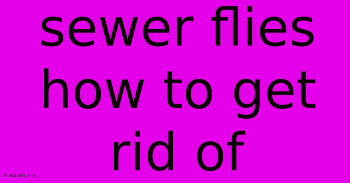 Sewer Flies How To Get Rid Of