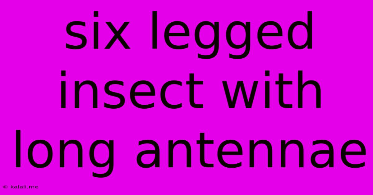 Six Legged Insect With Long Antennae