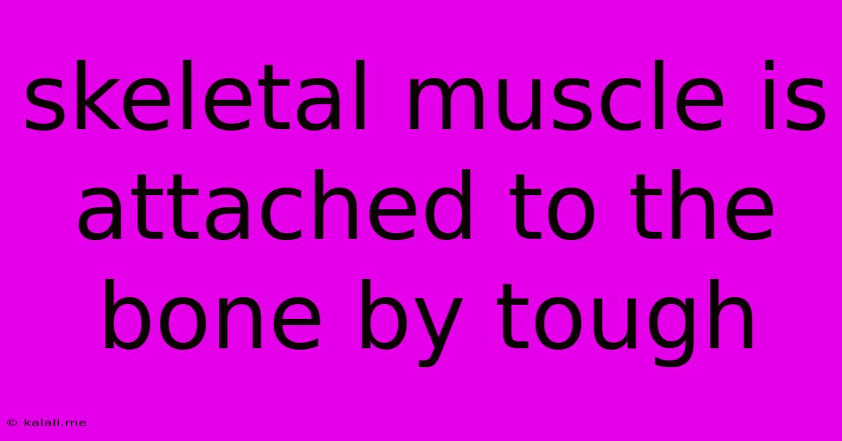 Skeletal Muscle Is Attached To The Bone By Tough