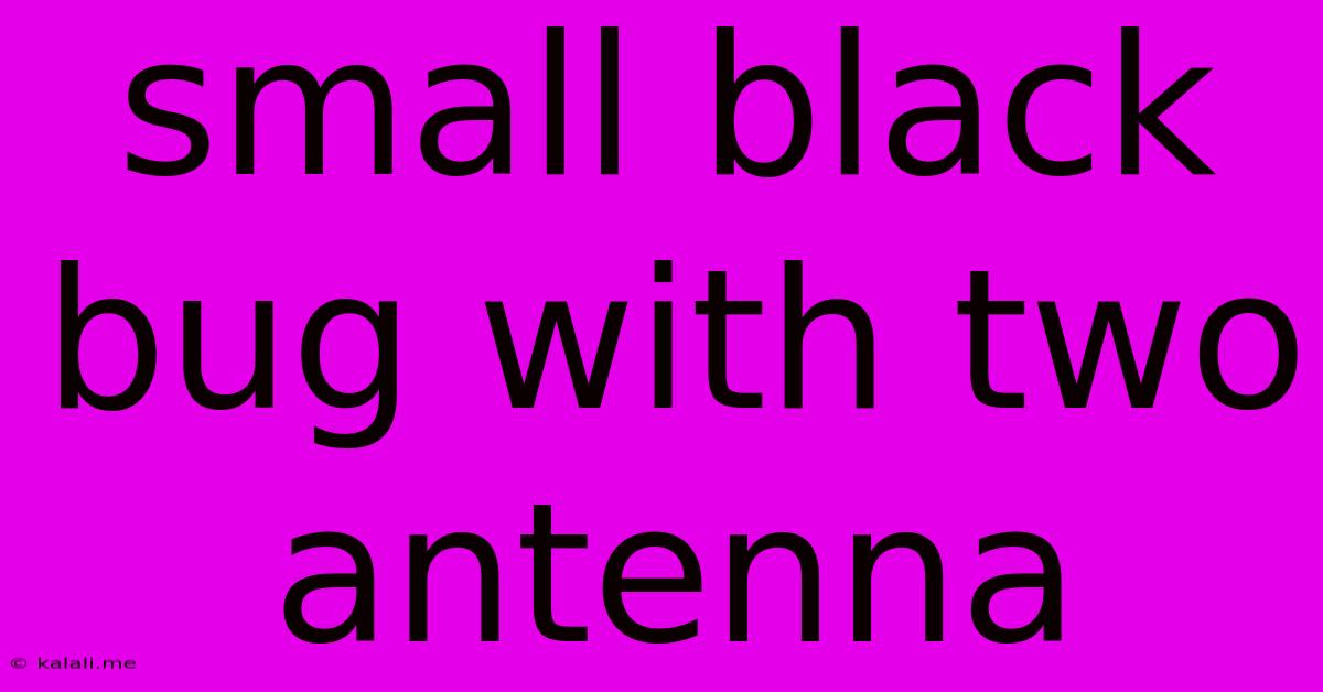 Small Black Bug With Two Antenna