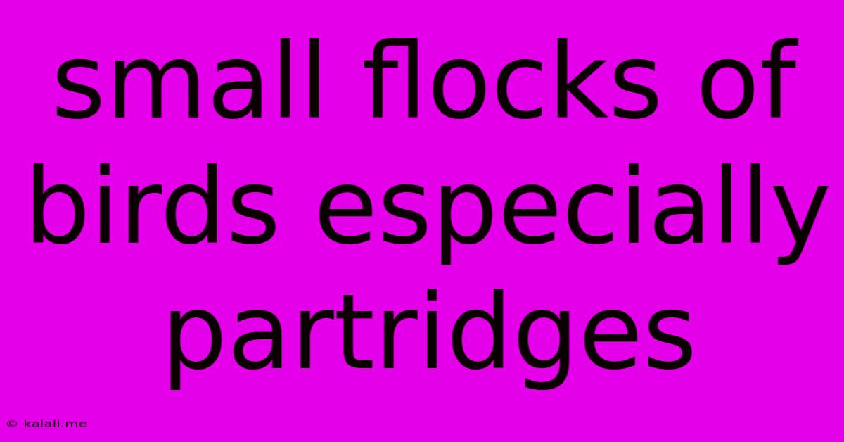 Small Flocks Of Birds Especially Partridges