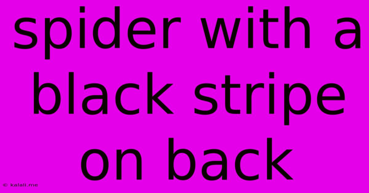 Spider With A Black Stripe On Back