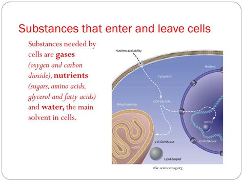 Substances Enter Any Plant Or Animal By Passing Through