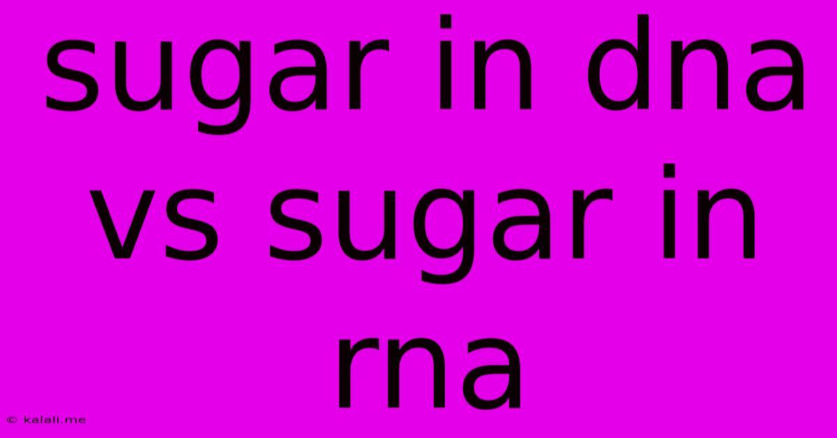 Sugar In Dna Vs Sugar In Rna