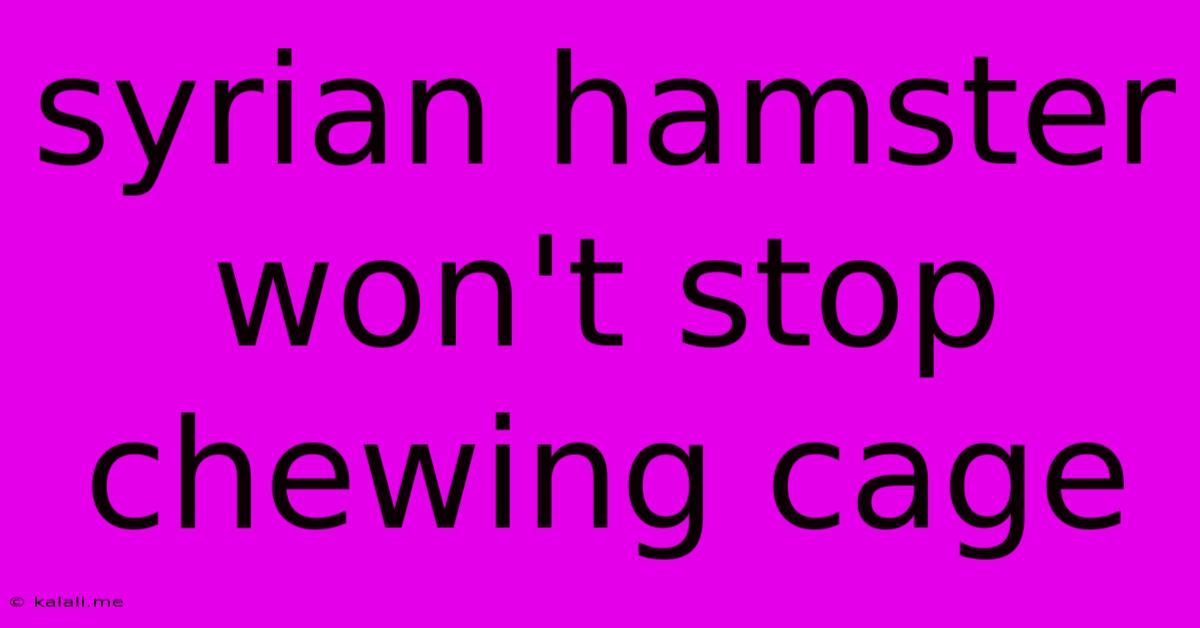 Syrian Hamster Won't Stop Chewing Cage