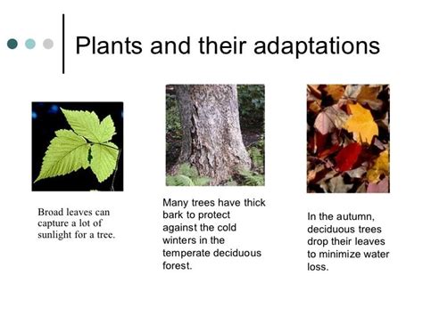 Temperate Deciduous Forest Oak Tree Adaptations