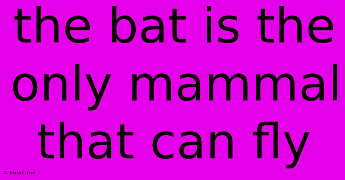 The Bat Is The Only Mammal That Can Fly