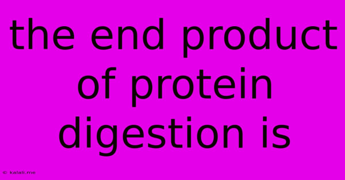 The End Product Of Protein Digestion Is