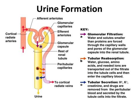 The Entire Responsibility For Urine Formation Lies With The Nephron.