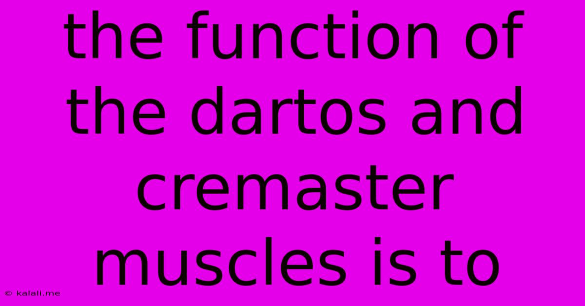 The Function Of The Dartos And Cremaster Muscles Is To