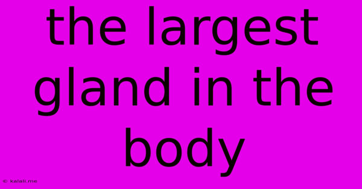 The Largest Gland In The Body