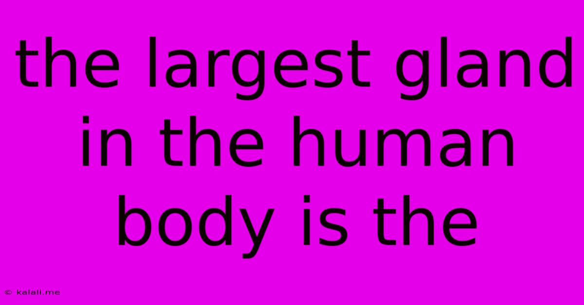 The Largest Gland In The Human Body Is The