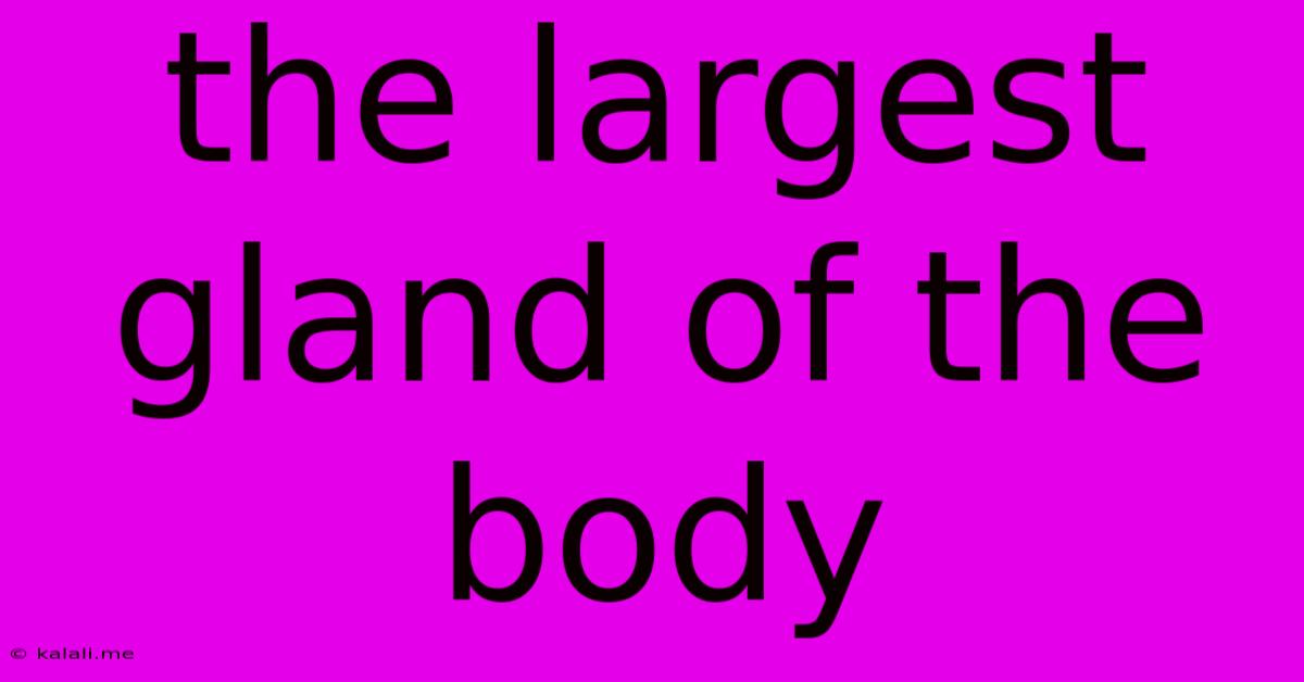The Largest Gland Of The Body