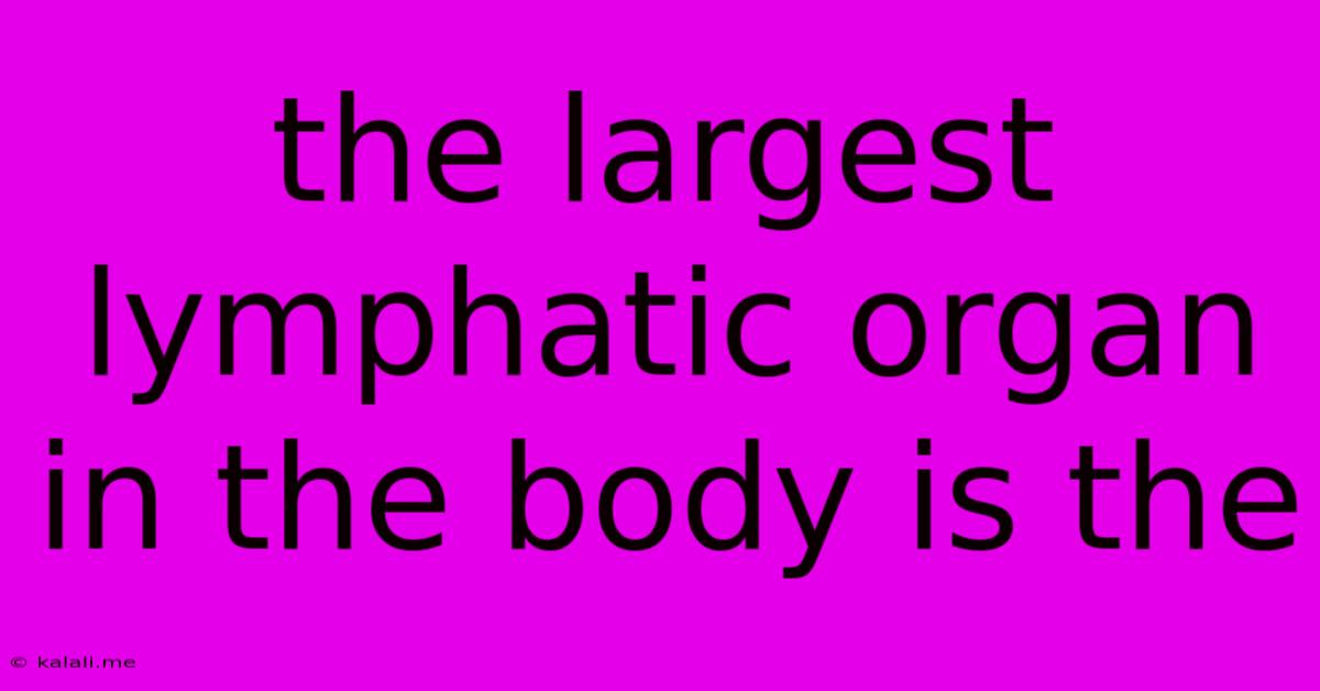 The Largest Lymphatic Organ In The Body Is The