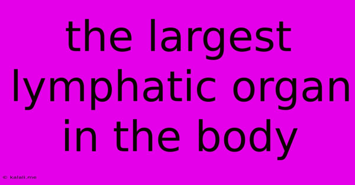The Largest Lymphatic Organ In The Body