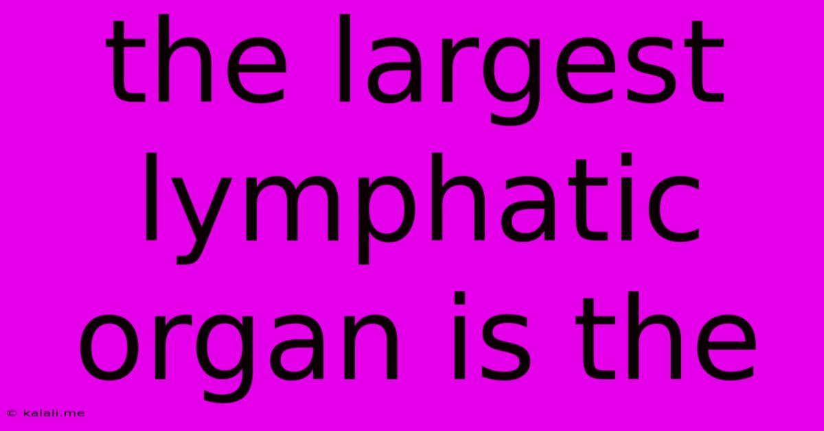 The Largest Lymphatic Organ Is The