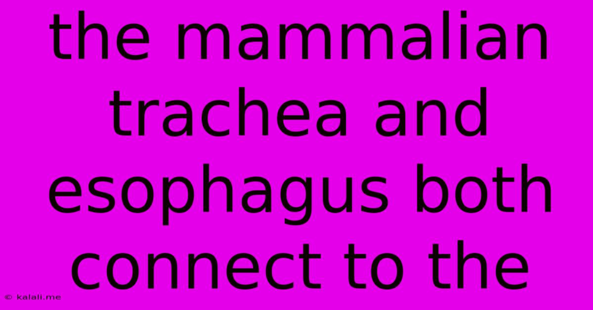 The Mammalian Trachea And Esophagus Both Connect To The