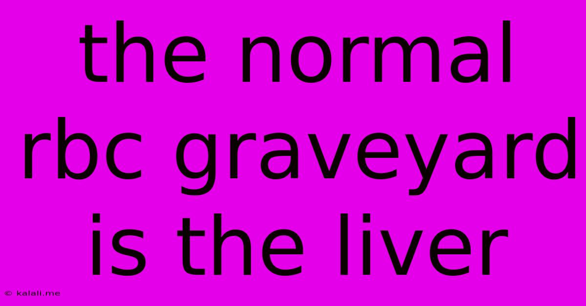 The Normal Rbc Graveyard Is The Liver
