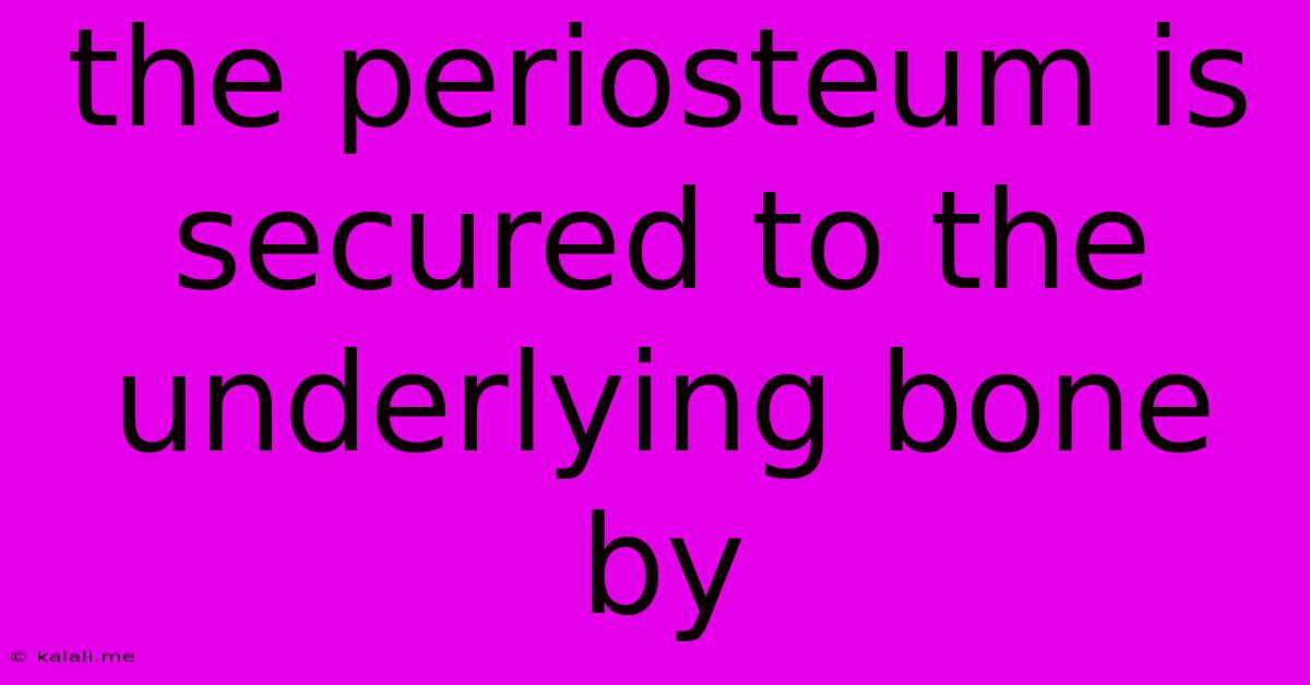 The Periosteum Is Secured To The Underlying Bone By