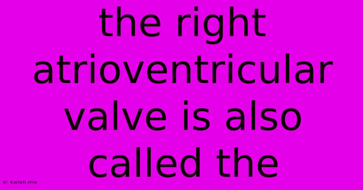 The Right Atrioventricular Valve Is Also Called The