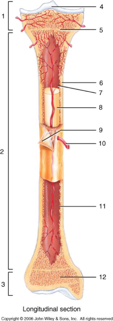 The Shaft Of A Long Bone Is Known As The