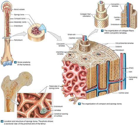 The Structural Units Of Mature Compact Bone Are Called