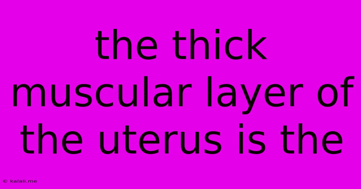 The Thick Muscular Layer Of The Uterus Is The
