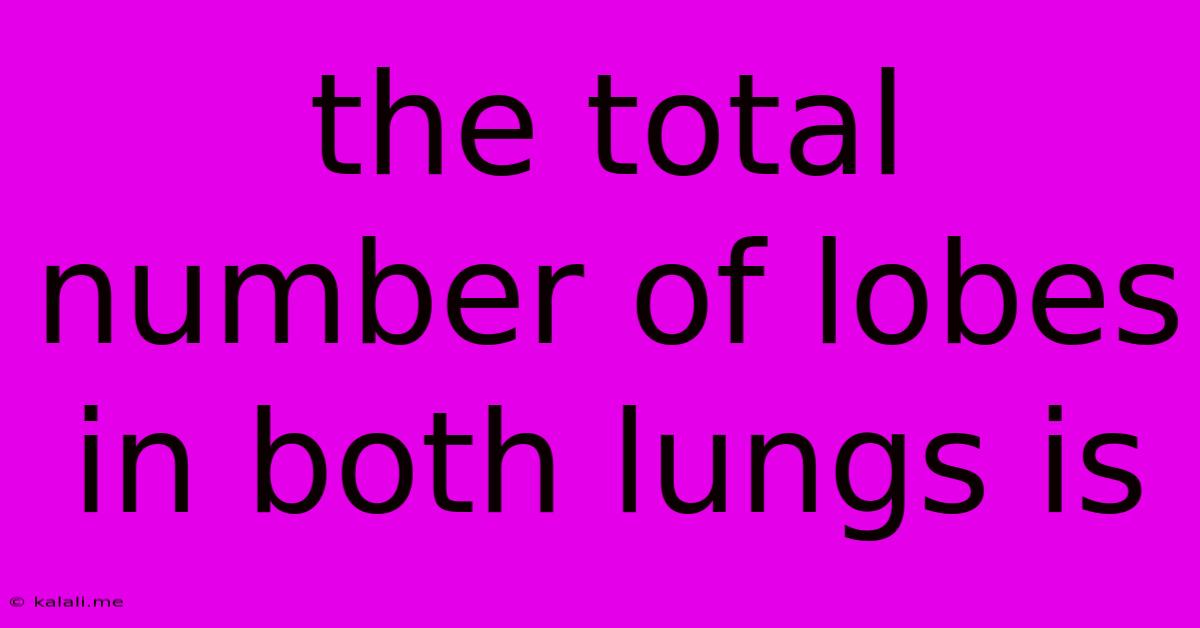 The Total Number Of Lobes In Both Lungs Is