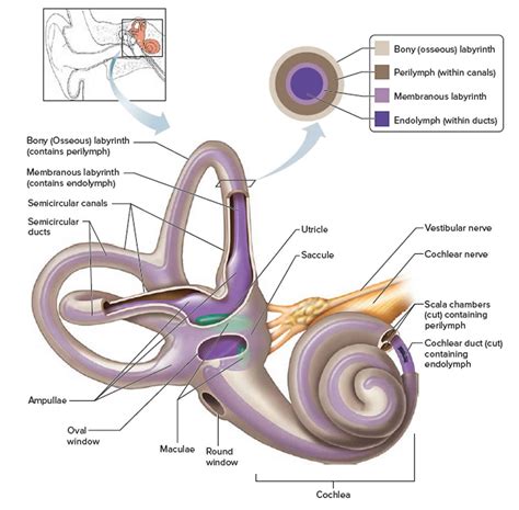 The Vestibular Sense Originates In The Outer Ear