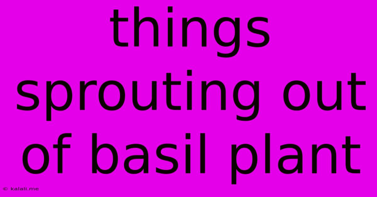 Things Sprouting Out Of Basil Plant